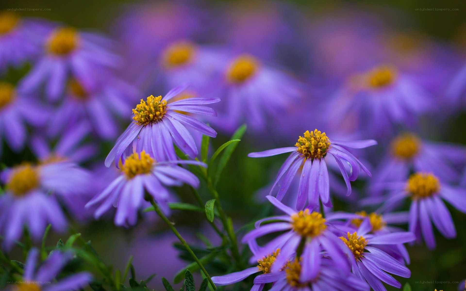 purple aster flowers in bloom