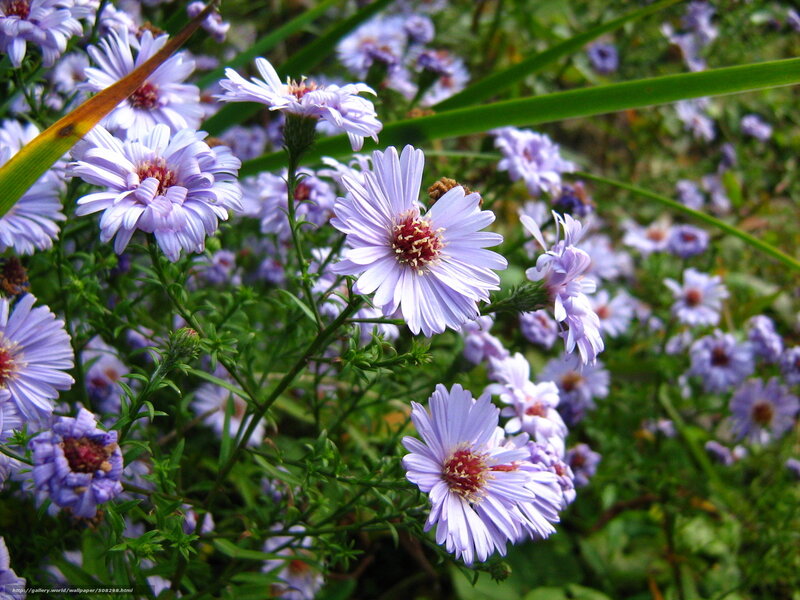 purple aster flowers in garden