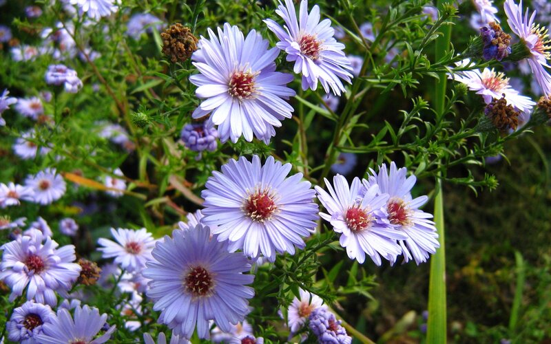 purple aster flowers in garden