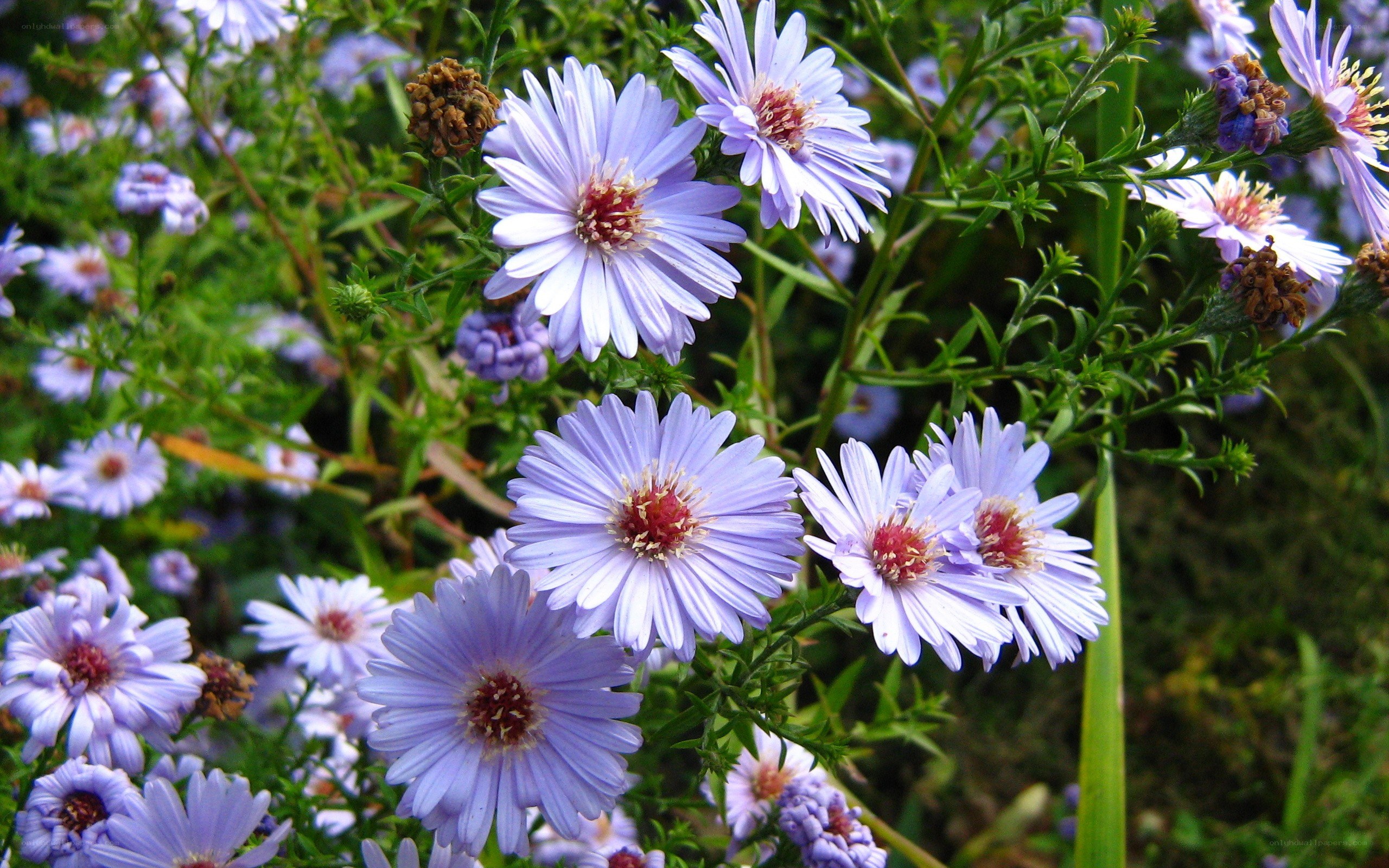 purple aster flowers in garden