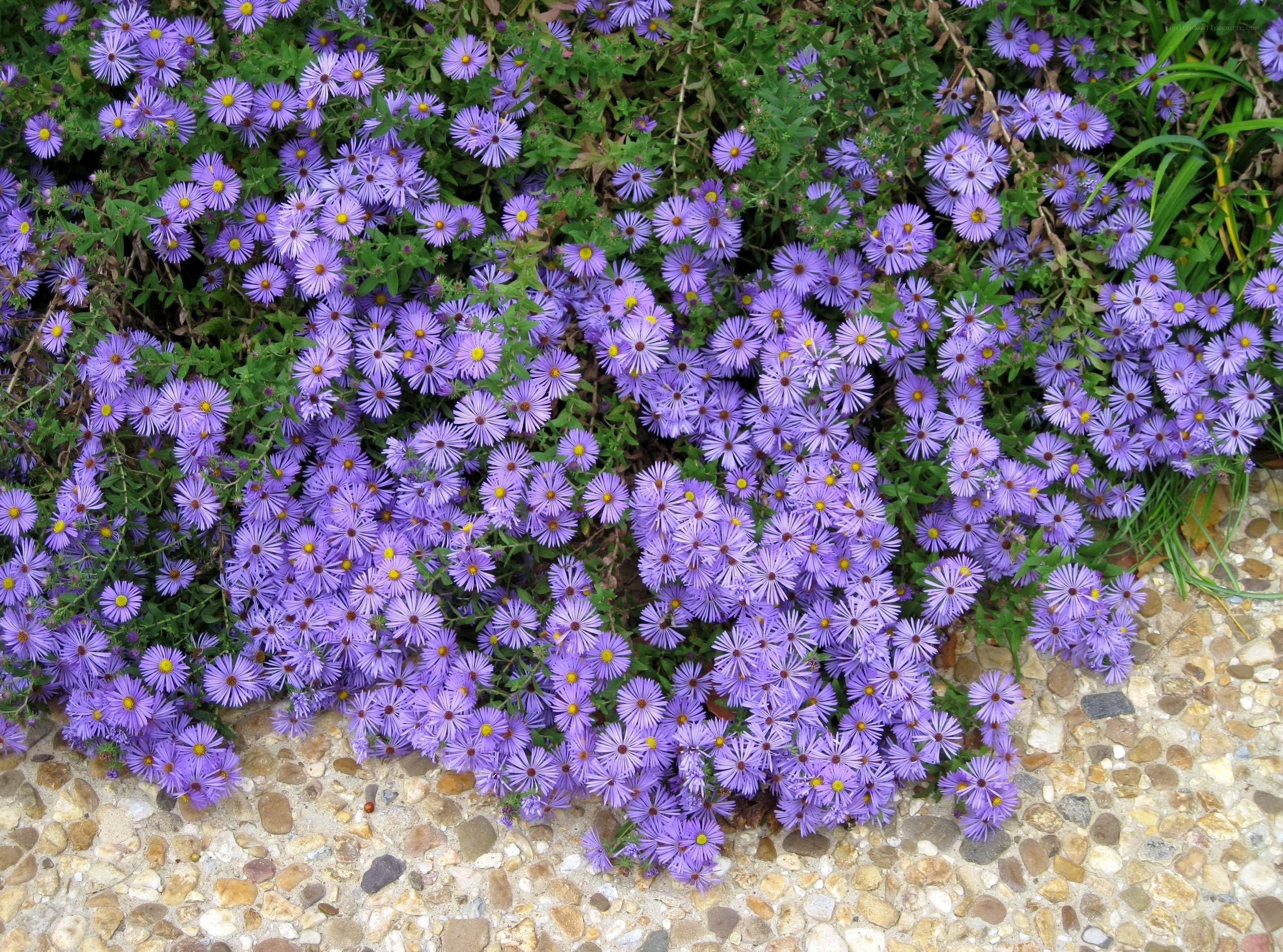 purple aster flowers in garden