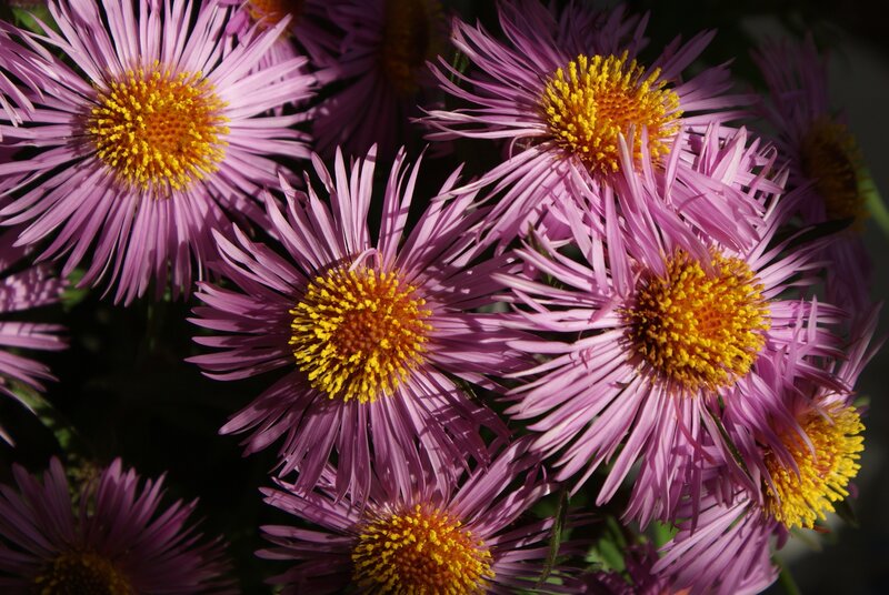 purple aster flowers in sunlight
