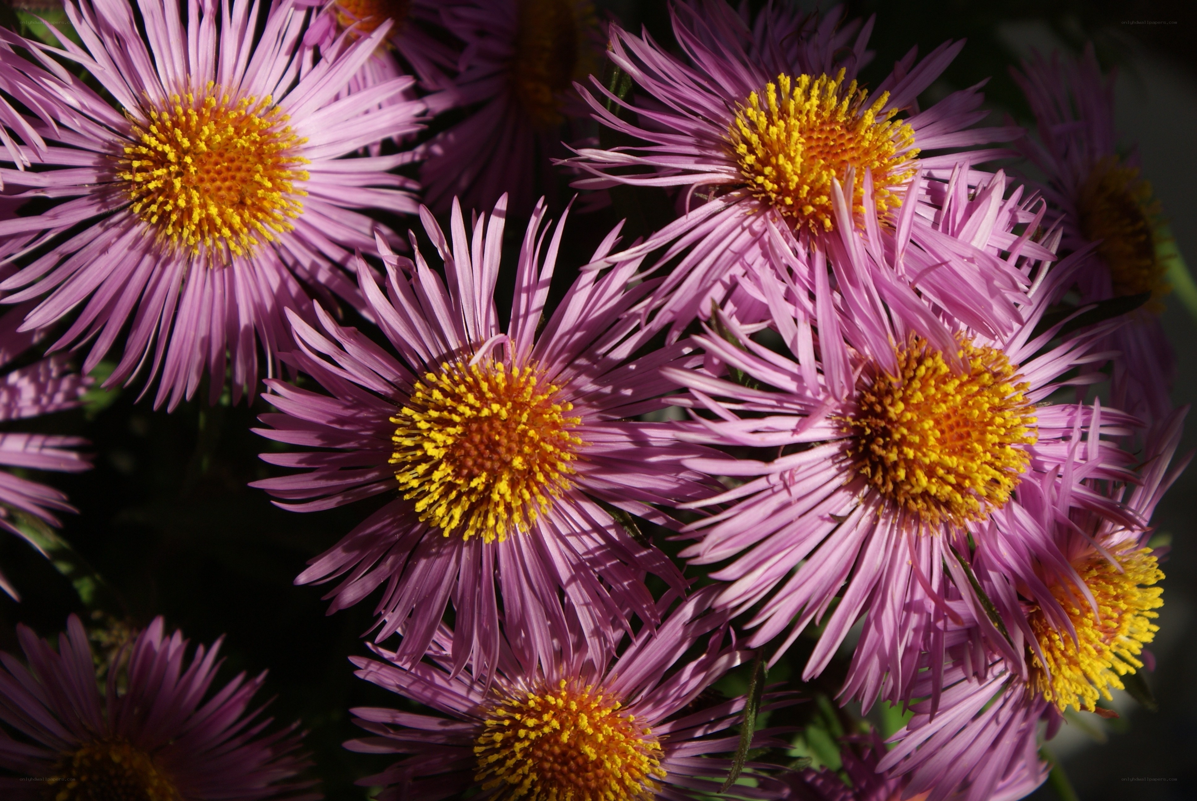 purple aster flowers in sunlight