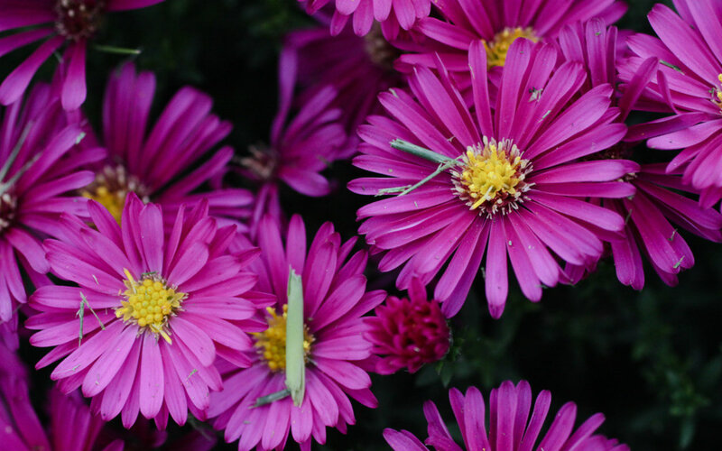 Purple Aster Flowers — Natural, Afternoon, Photograph, Insects