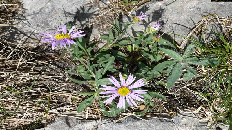 Purple Aster Flowers — Natural, Afternoon