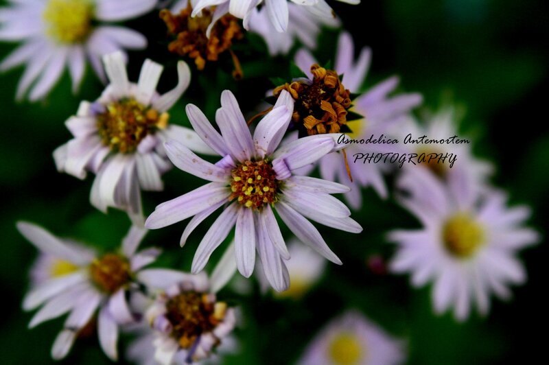 Purple Aster Flowers — Natural, Photograph