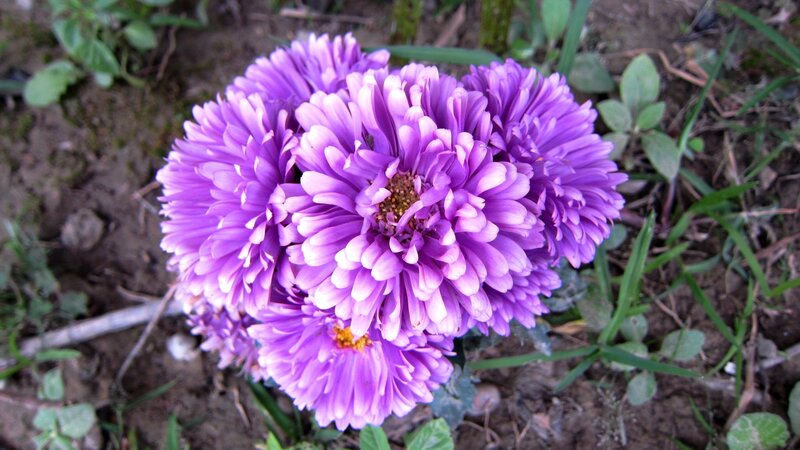 Purple Aster Flowers — Natural, Spring