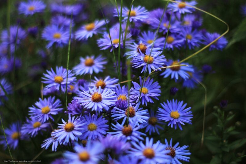 Purple Aster Flowers — Natural, Summer, Photograph, Grass