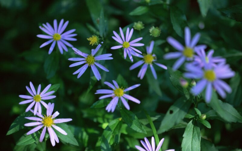 Purple Aster Flowers — Natural, Summer, Photograph