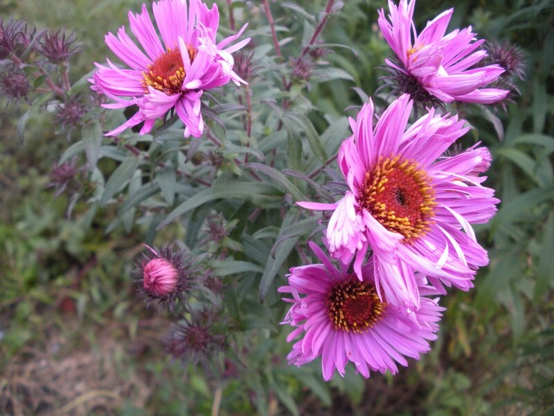 Purple Aster Flowers — Natural, Summer