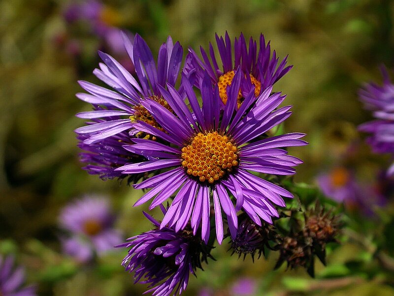 Purple Aster Flowers — Natural