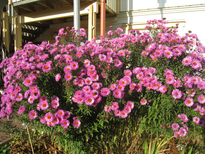 Purple Aster Flowers — Pink