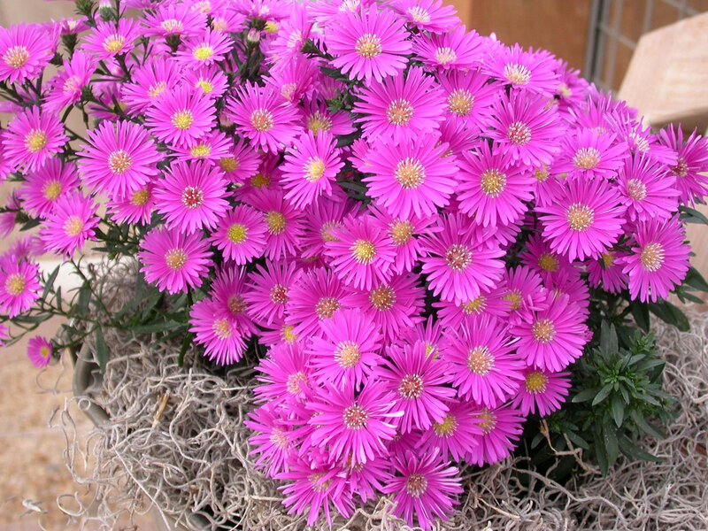 Purple Aster Flowers — Pink, Vibrant
