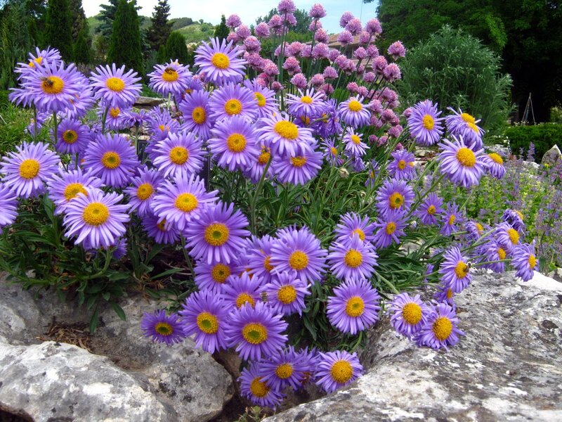 Purple Aster Flowers — Serene, Afternoon, Photograph, Rocks