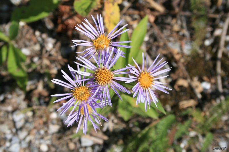 Purple Aster Flowers — Serene, Afternoon, Photograph