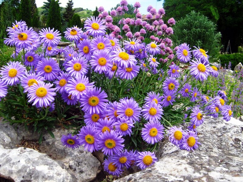 Purple Aster Flowers — Serene, Afternoon