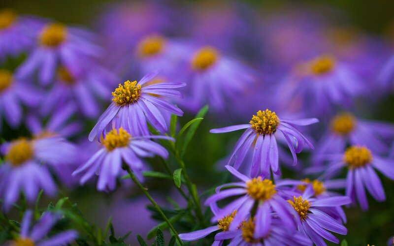 Purple Aster Flowers — Serene, Autumn, Photograph