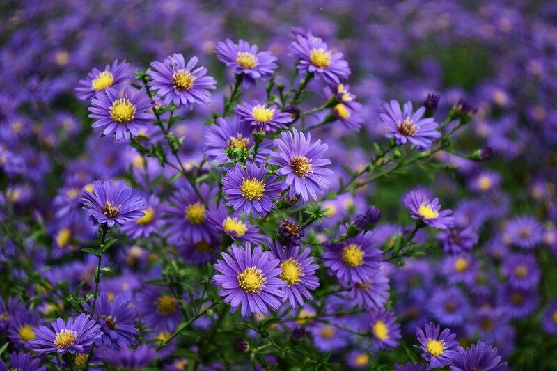 Purple Aster Flowers — Serene, Autumn, Photograph, Yellow Centers