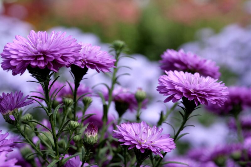 Purple Aster Flowers — Serene, Autumn