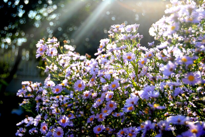Purple Aster Flowers — Serene, Morning