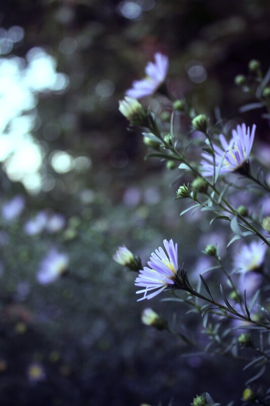 Purple Aster Flowers — Serene, Night