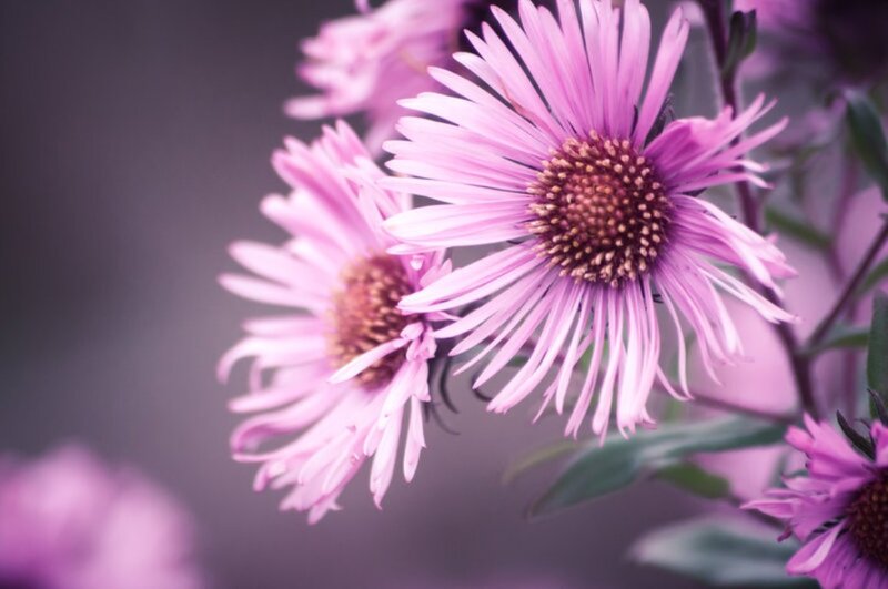 Purple Aster Flowers — Serene, Photograph