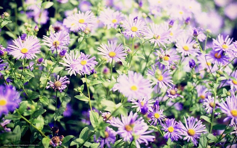 Purple Aster Flowers — Serene, Spring, Photograph