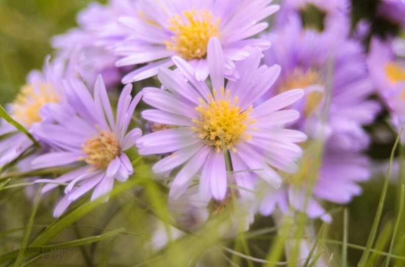 Purple Aster Flowers — Serene, Spring