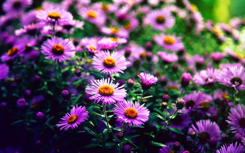 Purple Aster Flowers — Serene, Summer, Photograph, Green Leaves, Flower Buds