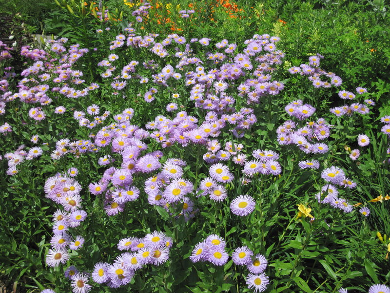 Purple Aster Flowers — Serene, Summer, Photograph