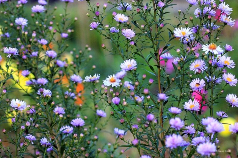 Purple Aster Flowers — Serene, Summer