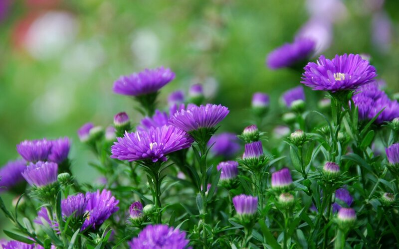 Purple Aster Flowers — Serene