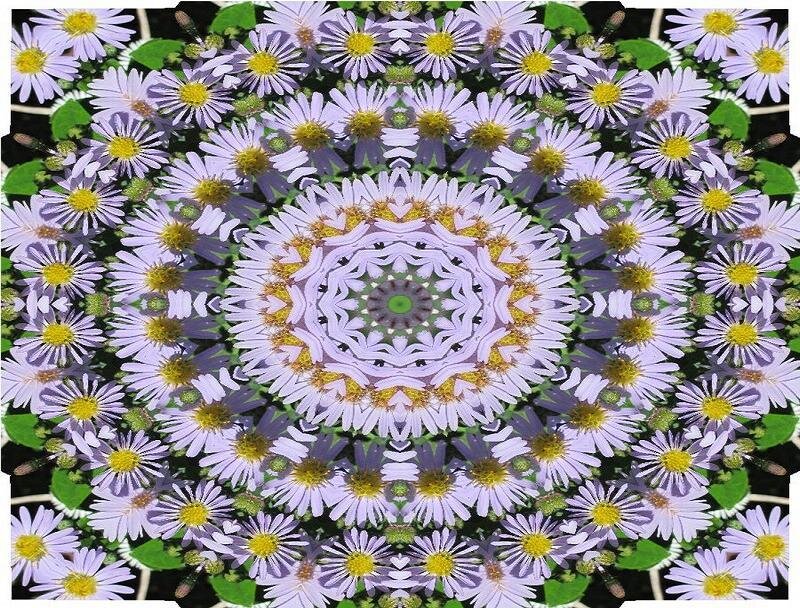 Purple Aster Flowers — Symmetrical
