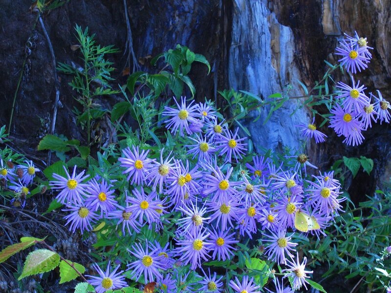 Purple Aster Flowers