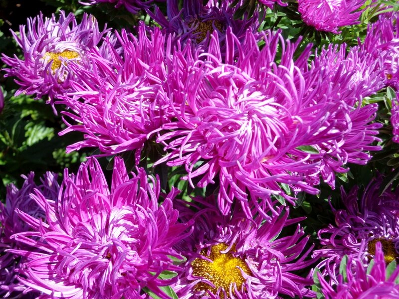 Purple Aster Flowers — Vibrant, Summer