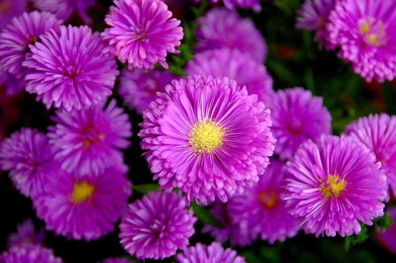 Purple Aster Flowers — Vibrant