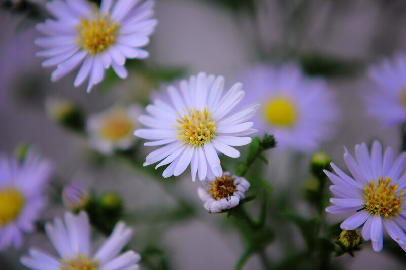 Purple Aster Flowers — White