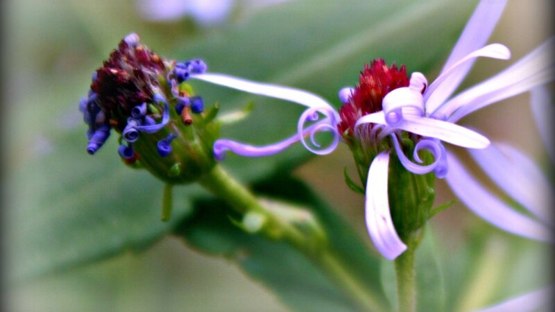 Purple Asters in Bloom