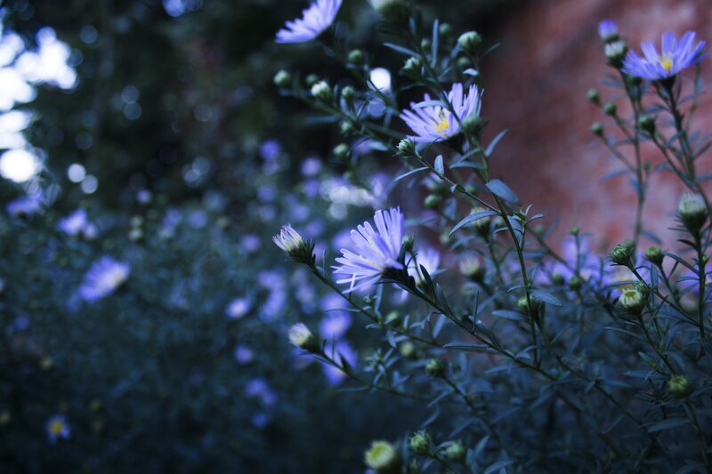Purple Asters in Garden — Serene