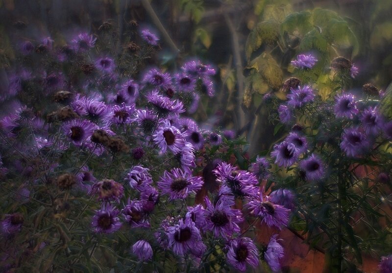 Purple Asters in Garden