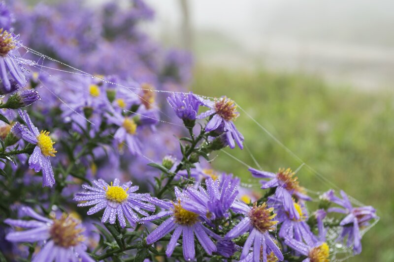 Purple Asters with Dew — Serene