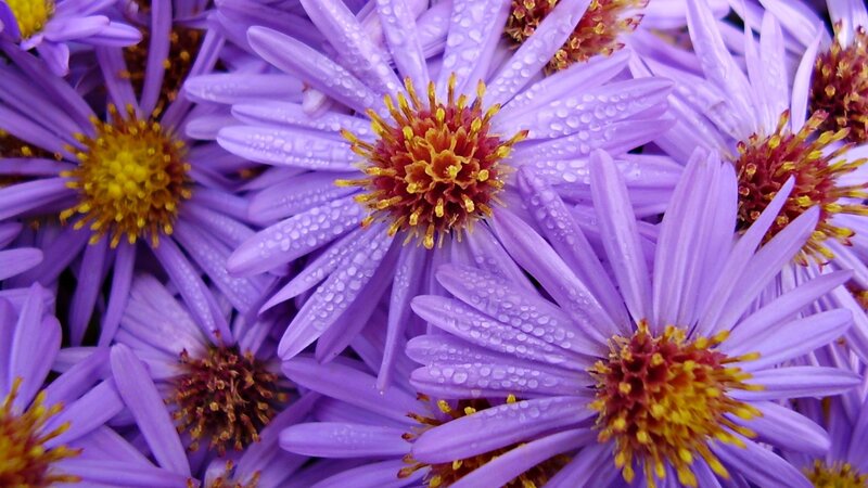 Purple Asters with Dew
