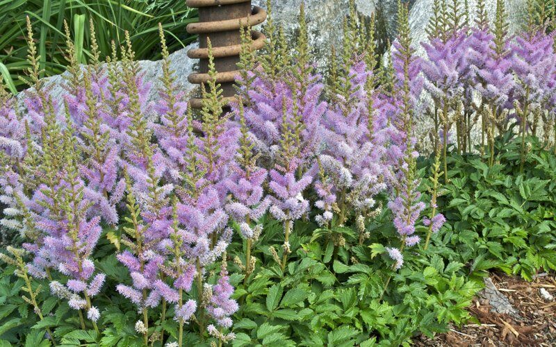 purple astilbe flowers in garden