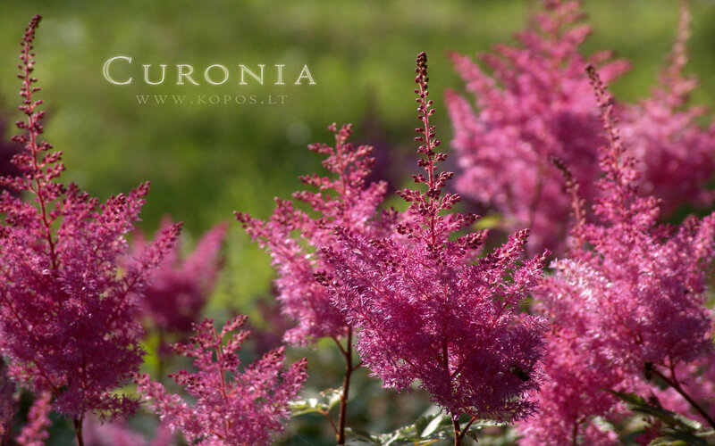 Purple Astilbe Flowers