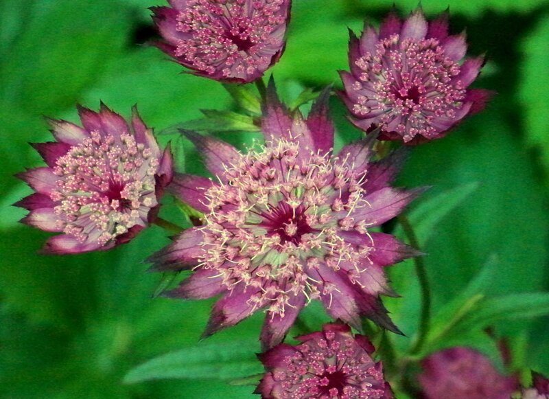 Purple Astrantia Flowers — Calm