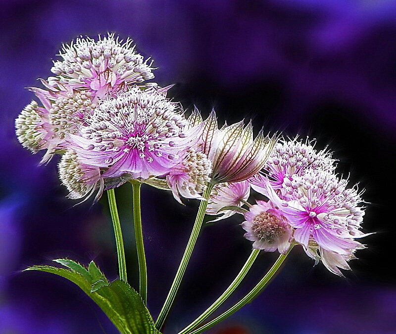 Purple Astrantia Flowers