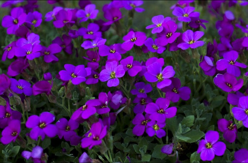 Purple Aubrieta Flowers — Calm, Spring, Photograph