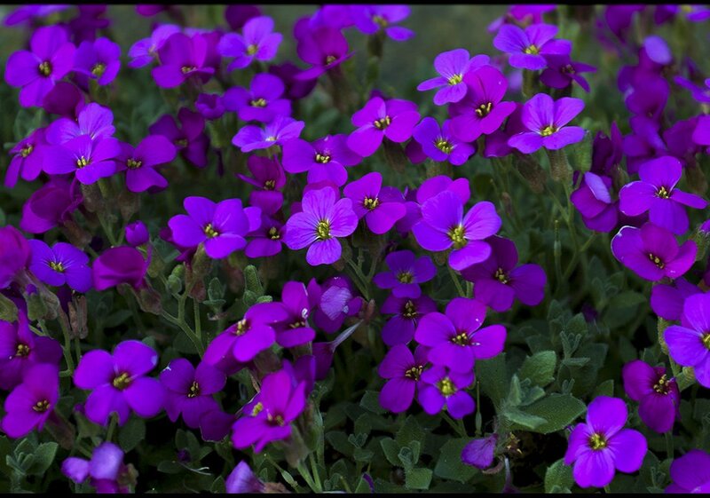 Purple Aubrieta Flowers — Calm, Spring