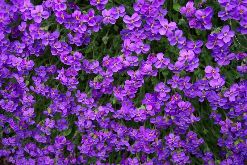 Purple Aubrieta Flowers — Calm