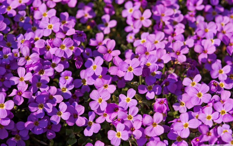 Purple Aubrieta Flowers